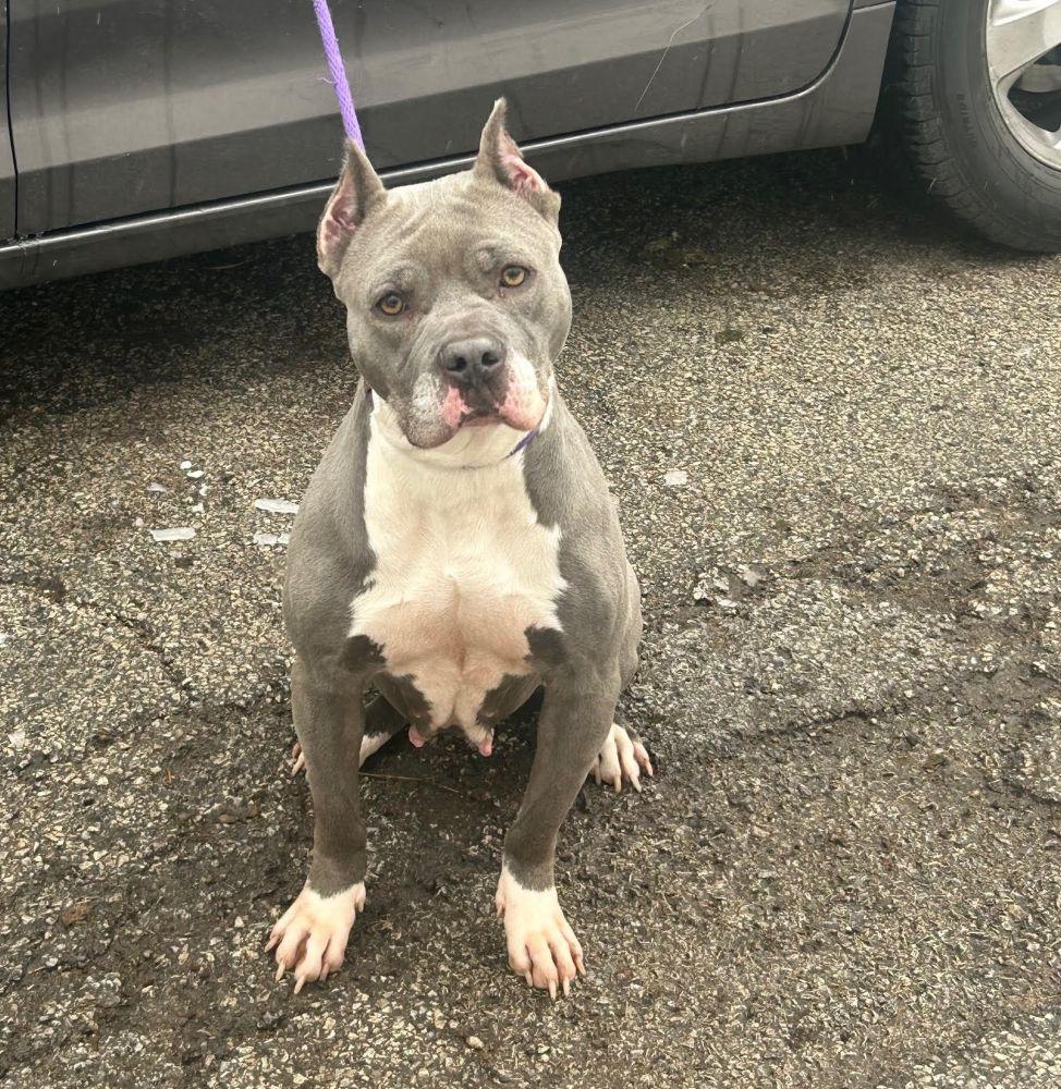 Kree, ADOPTABLE, Adult Female American Staffordshire Terrier.