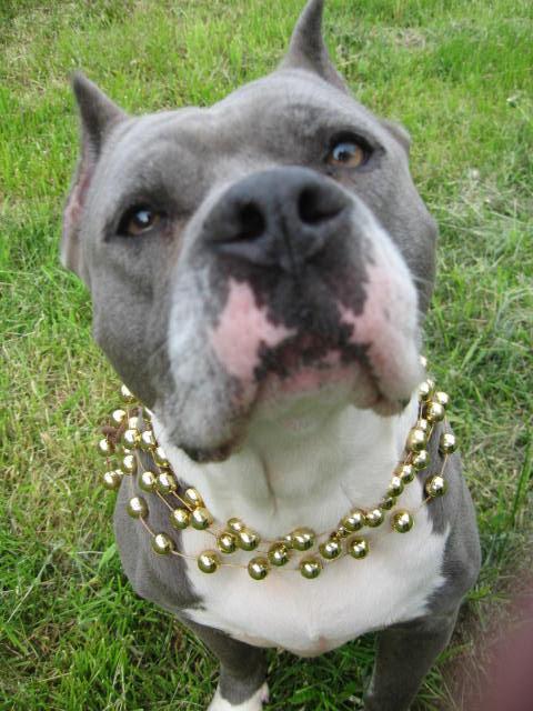 Enlarge Kree, a ADOPTABLE American Staffordshire Terrier in Barrington, IL image 4/6