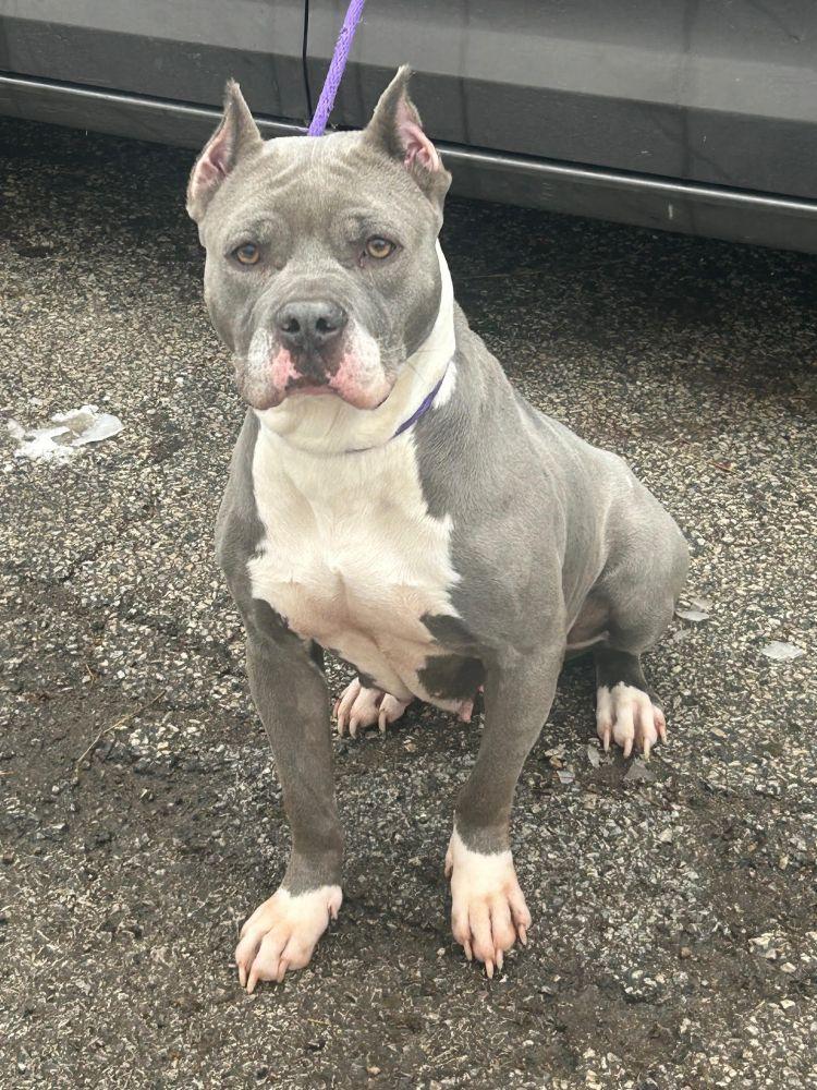 Kree, a ADOPTABLE American Staffordshire Terrier in Barrington, IL image 2/5