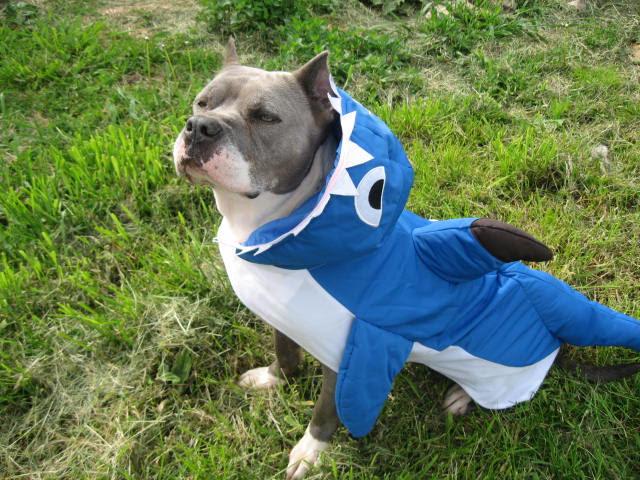 Enlarge Kree, a ADOPTABLE American Staffordshire Terrier in Barrington, IL image 5/6