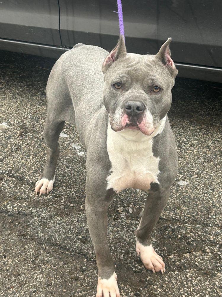 Kree, a ADOPTABLE American Staffordshire Terrier in Barrington, IL image 3/5