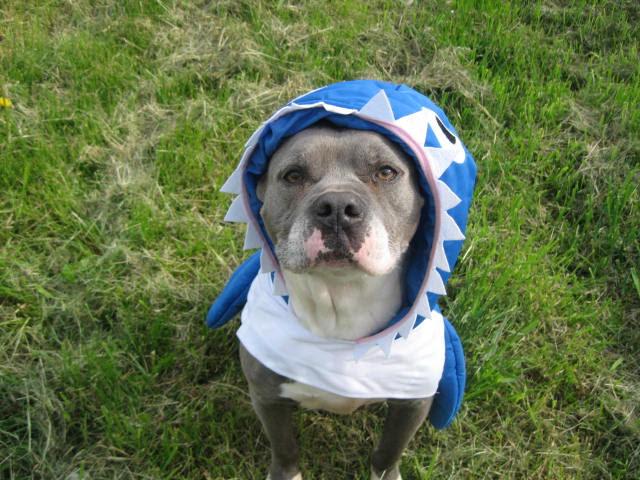Enlarge Kree, a ADOPTABLE American Staffordshire Terrier in Barrington, IL image 6/6