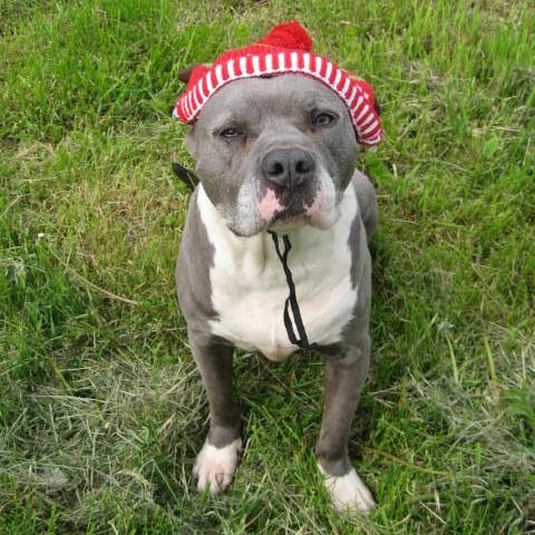 Kree, ADOPTABLE, Adult Female American Staffordshire Terrier.