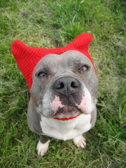 Enlarge Kree, a ADOPTABLE American Staffordshire Terrier in Barrington, IL image 2/6