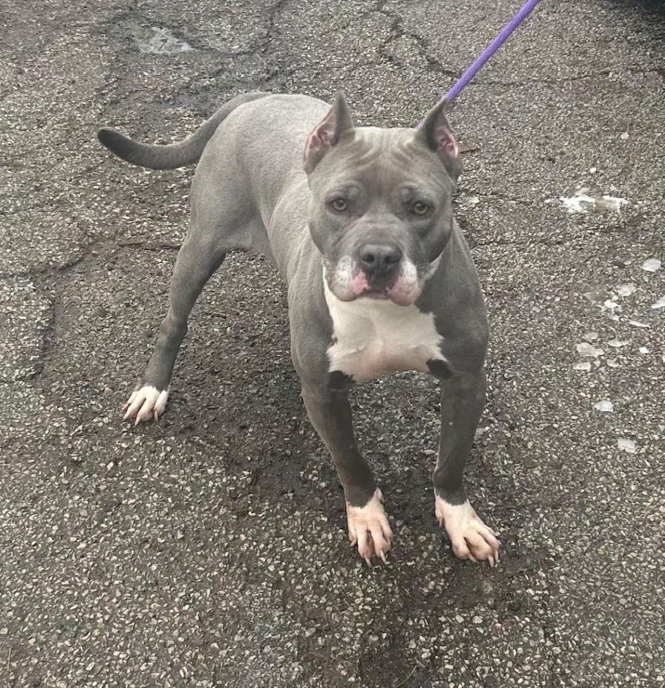 Kree, a ADOPTABLE American Staffordshire Terrier in Barrington, IL image 4/5