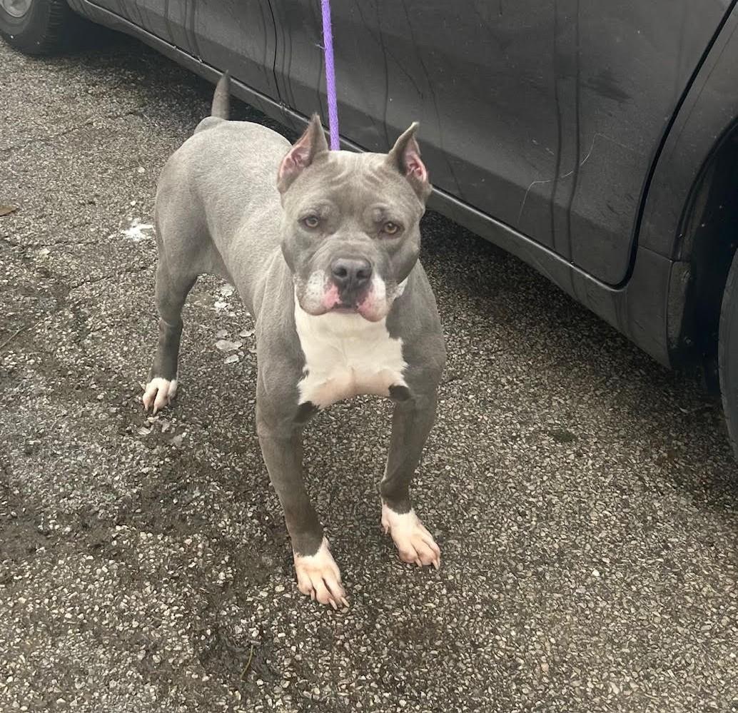 Kree, ADOPTABLE, Adult Female American Staffordshire Terrier.