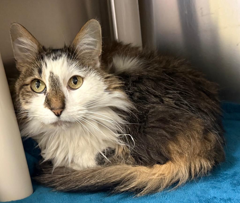 Cleo, Adoptable, Senior Female Domestic Long Hair.