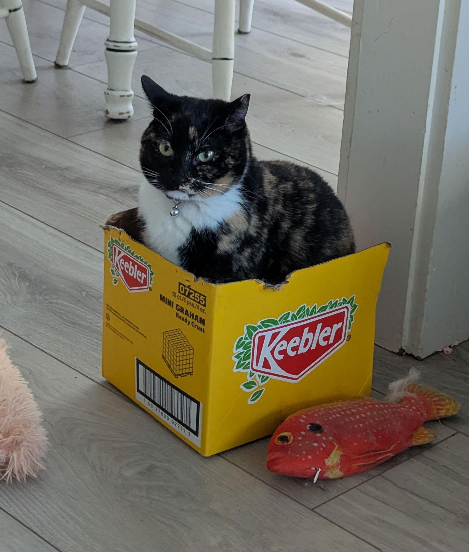 Enlarge Sparkle, a Adoptable mixed breed in Pensacola, FL image 1/3