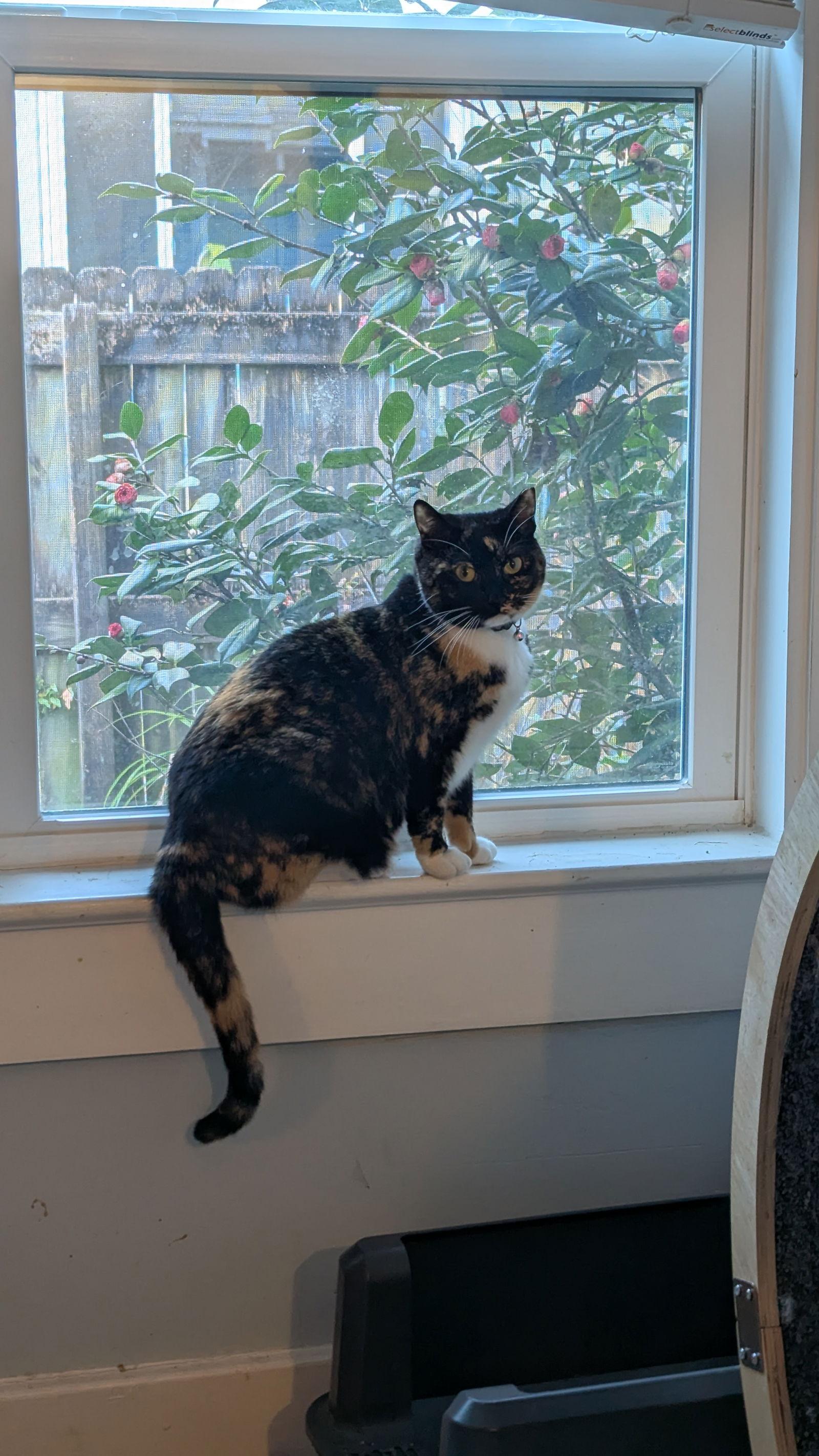 Enlarge Sparkle, a Adoptable mixed breed in Pensacola, FL image 2/3