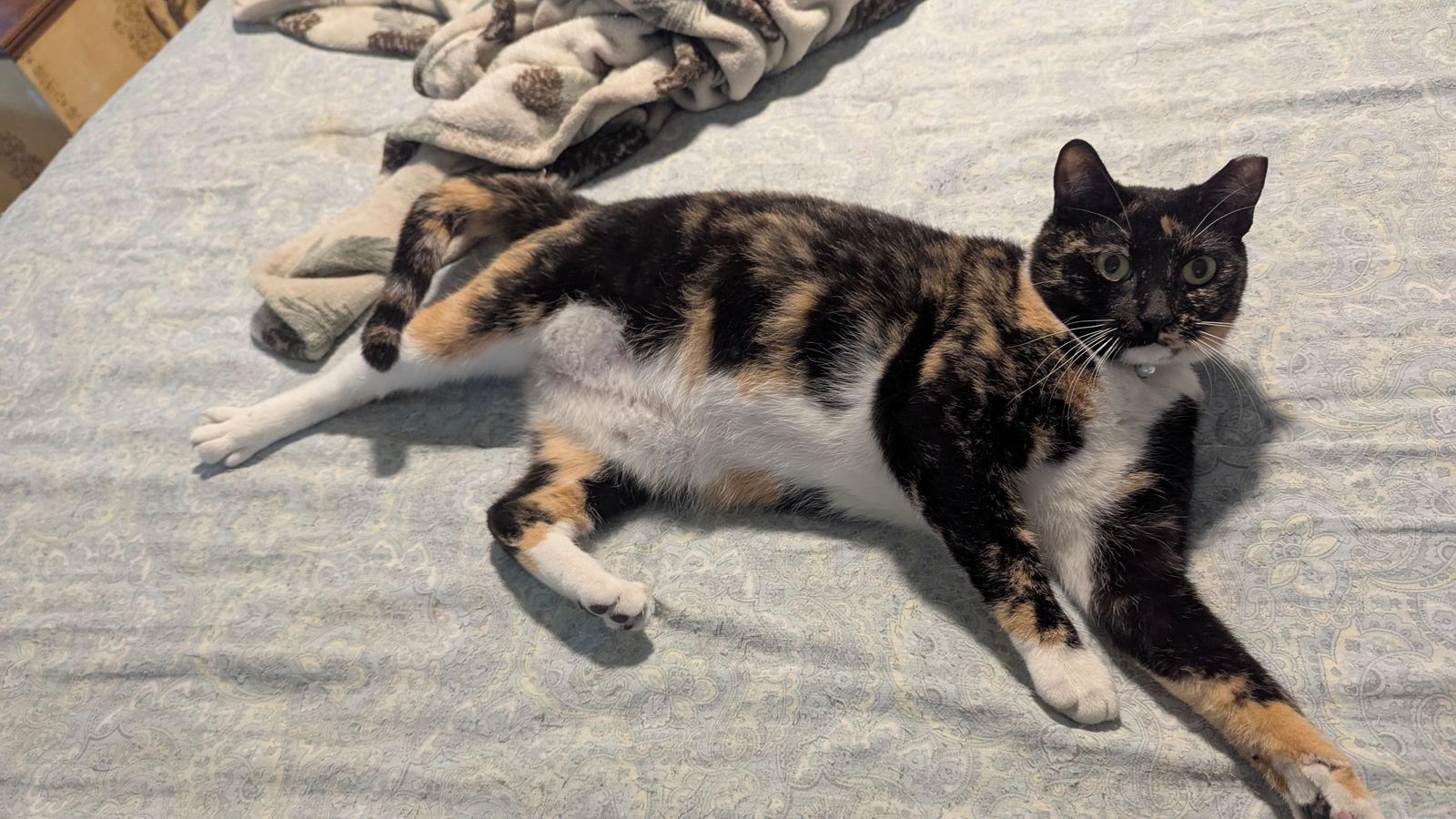 Enlarge Sparkle, a Adoptable mixed breed in Pensacola, FL image 3/3