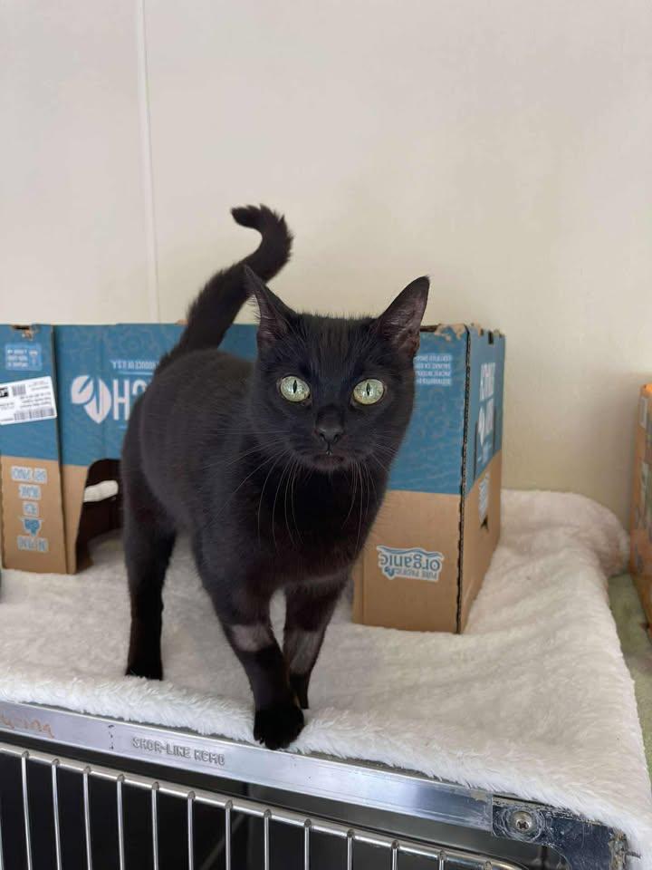 Tupelo, ADOPTABLE, Senior Female Domestic Short Hair.