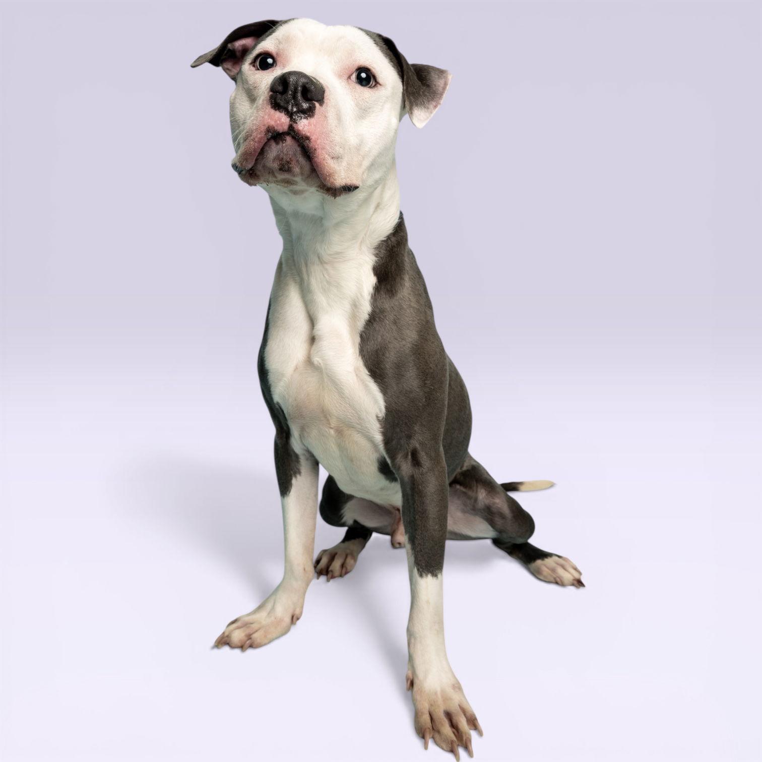 TJ, adopted, Young Male Pit Bull Terrier.