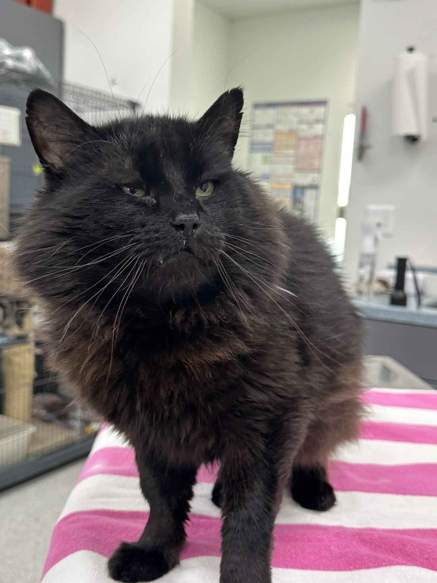 Bandito, an adopted Domestic Medium Hair in Medford, OR image 2/3