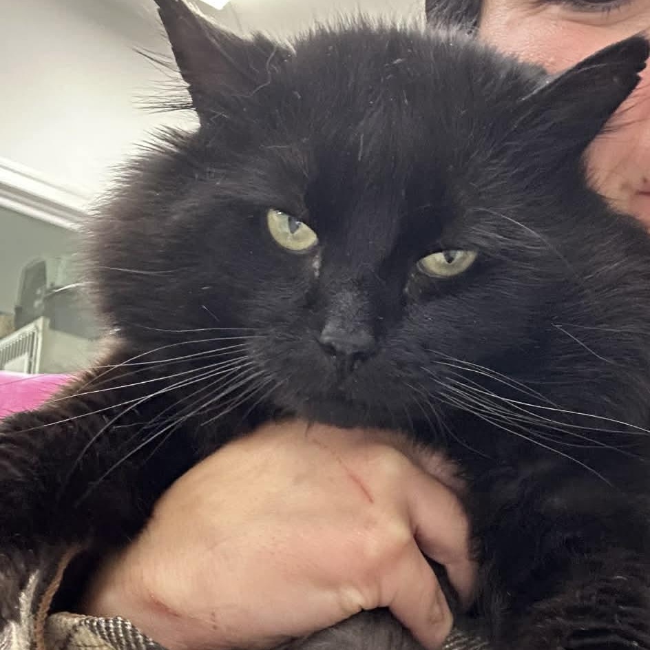 Bandito, an adopted Domestic Medium Hair in Medford, OR image 3/3