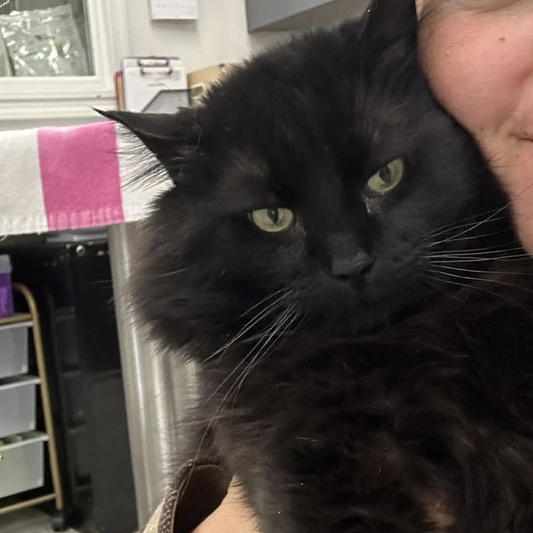 Bandito, Adoptable, Adult Male Domestic Medium Hair.