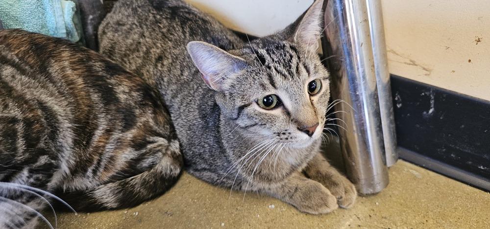 Jasper (Tabby), Adoptable, Young Male Domestic Short Hair & Tabby.