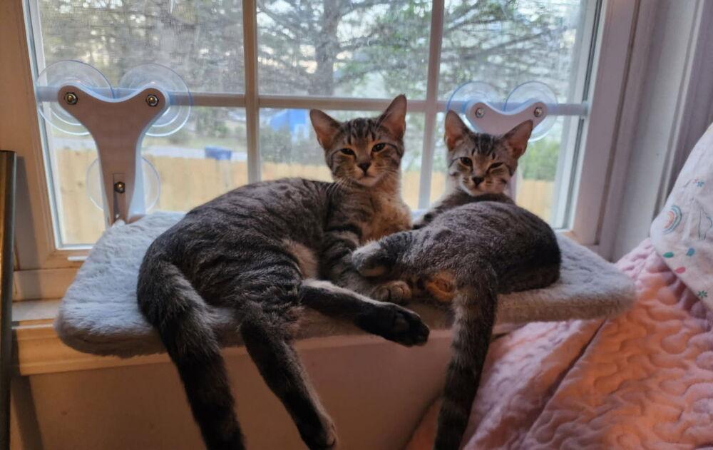 Jasper (Tabby), a Adoptable mixed breed in Powder Springs, GA image 2/3