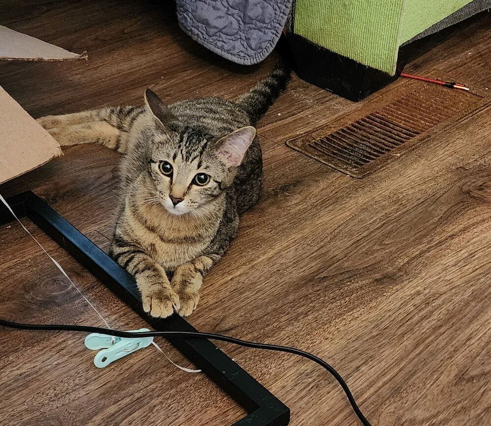 Jasper (Tabby), a Adoptable mixed breed in Powder Springs, GA image 3/3