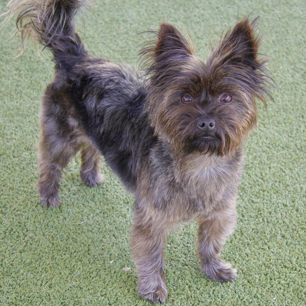 Enlarge Java, an adopted mixed breed in Godfrey, IL image 5/6