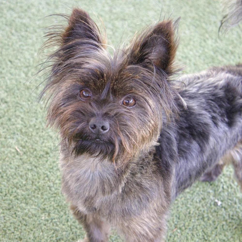 Enlarge Java, an adopted mixed breed in Godfrey, IL image 3/6