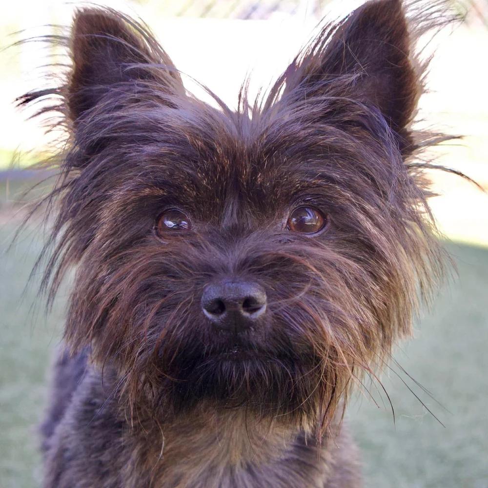 Enlarge Java, an adopted mixed breed in Godfrey, IL image 2/6