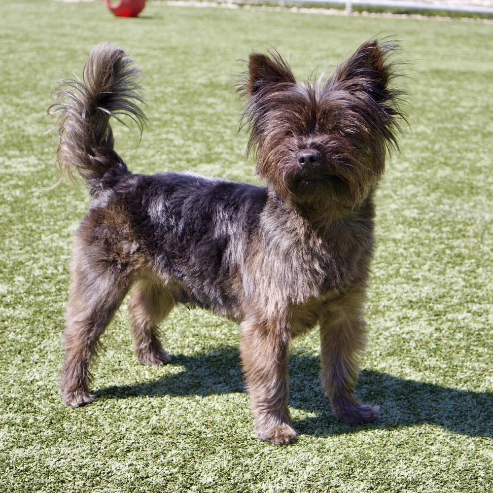 Enlarge Java, an adopted mixed breed in Godfrey, IL image 6/6