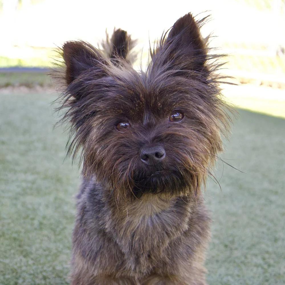 Java, adopted, Adult Male Yorkshire Terrier.
