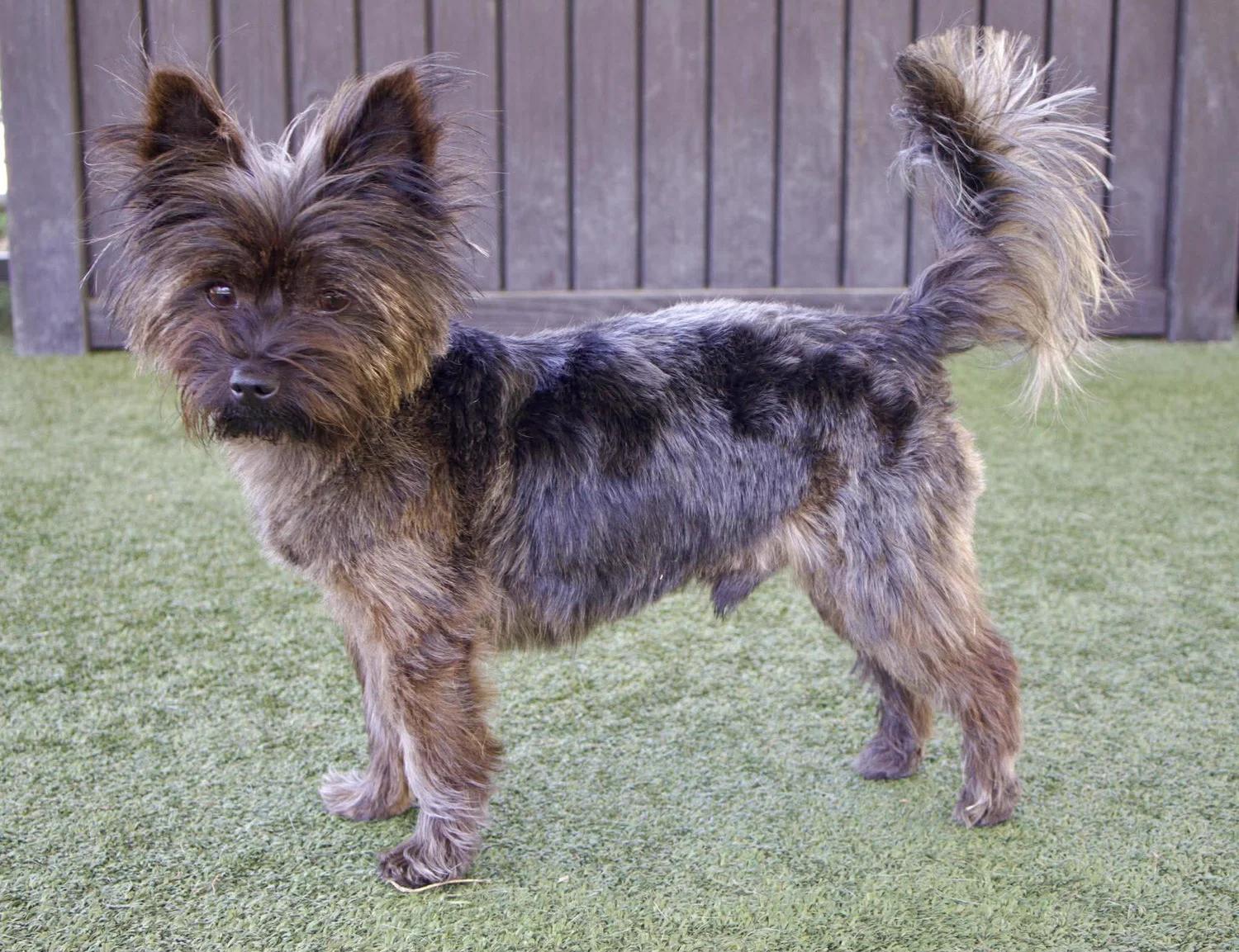 Enlarge Java, an adopted mixed breed in Godfrey, IL image 4/6