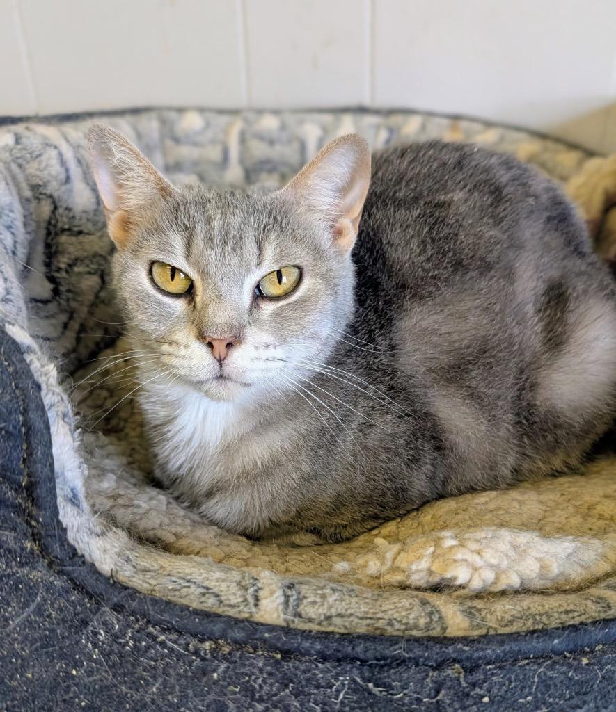 Popcorn, a Adoptable mixed breed in Portland, IN image 2/4