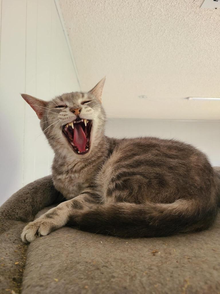 Popcorn, a Adoptable mixed breed in Portland, IN image 2/4