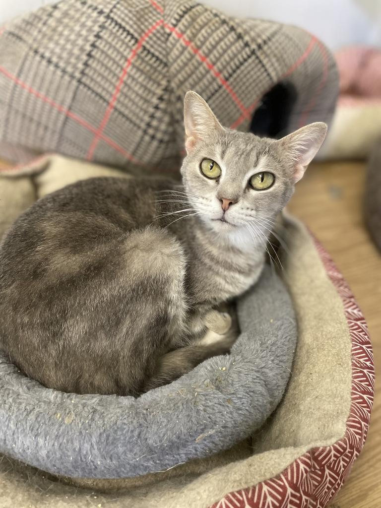 Enlarge Popcorn, a Adoptable mixed breed in Portland, IN image 3/6