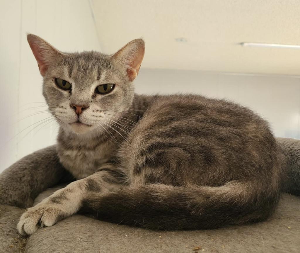 Popcorn, a Adoptable mixed breed in Portland, IN image 3/4