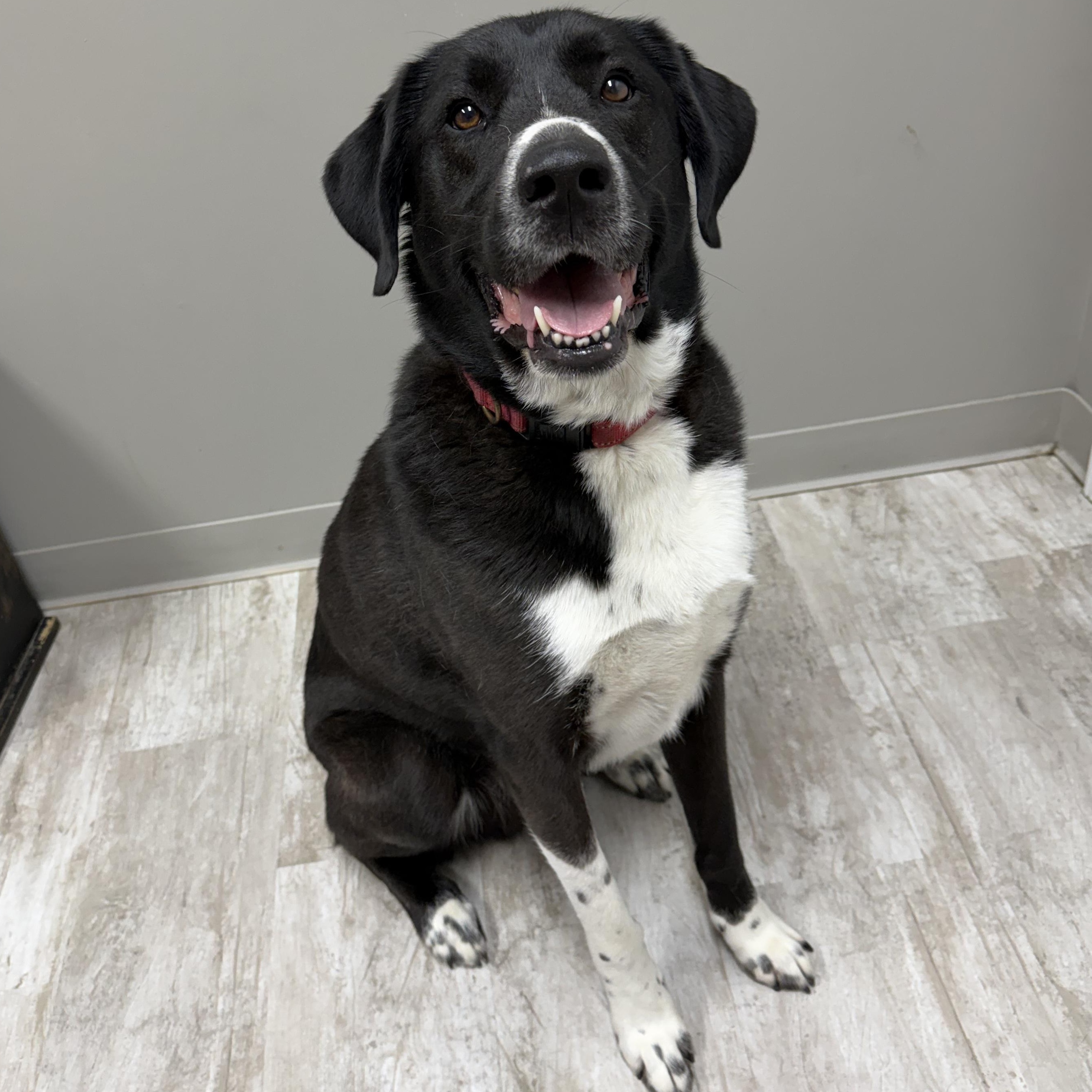 Huckleberry, ADOPTABLE, Adult Male Labrador Retriever & Great Pyrenees.