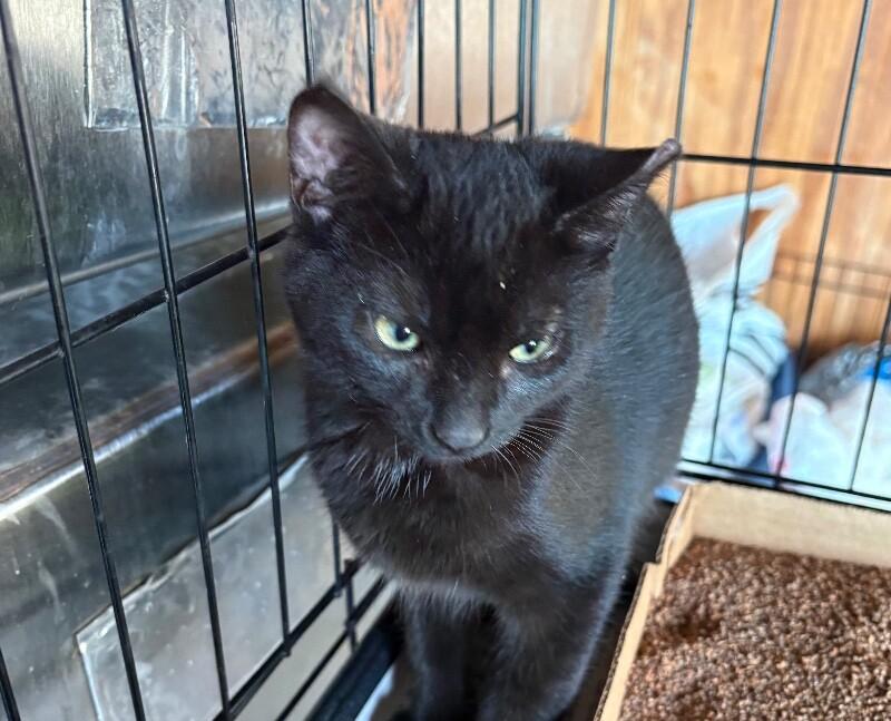 Wednesday , Adoptable, Kitten Female Domestic Short Hair.