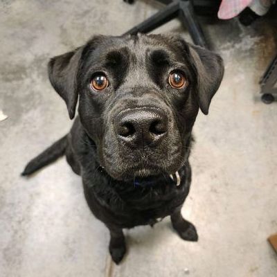 Felix, an adoptable Labrador Retriever Mix in Springfield, MO_image-1