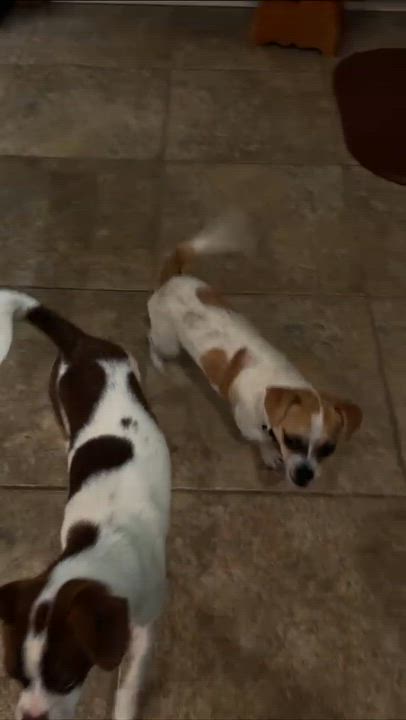 Enlarge Mr. Franklin, a Adoptable mixed breed in Houston, TX video 5/5