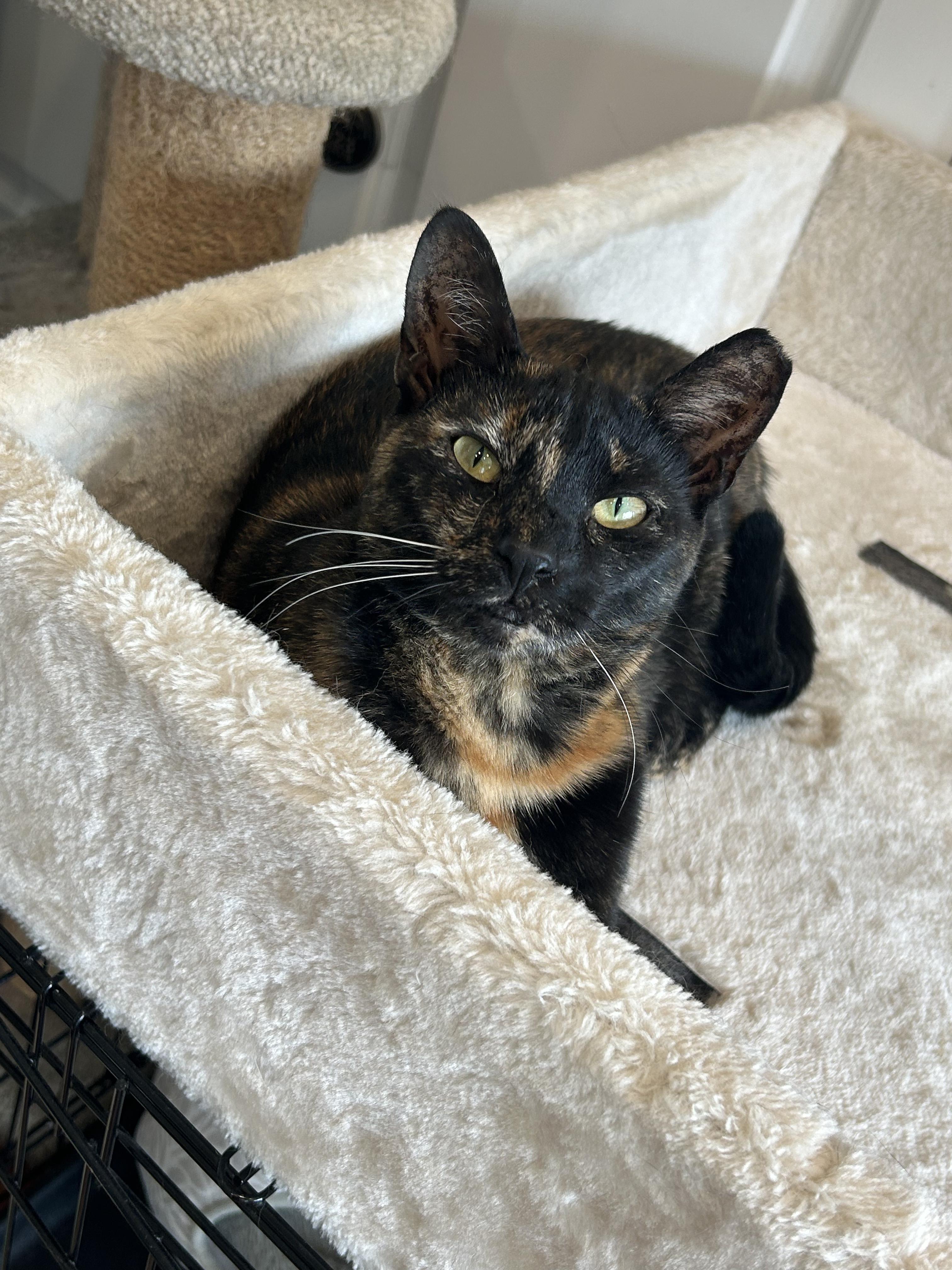 Enlarge Chloe, a Adoptable Tortoiseshell in Cape May, NJ image 2/3