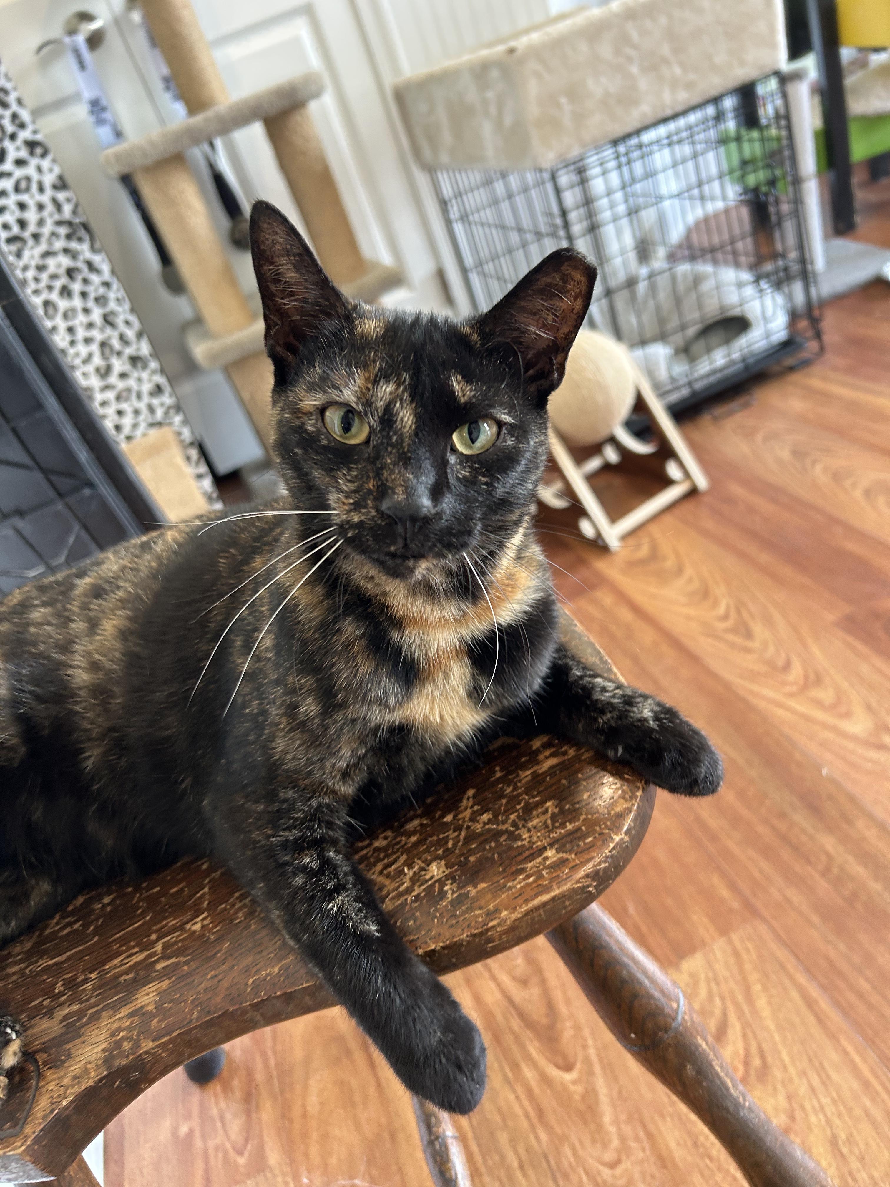 Enlarge Chloe, a Adoptable Tortoiseshell in Cape May, NJ image 1/3