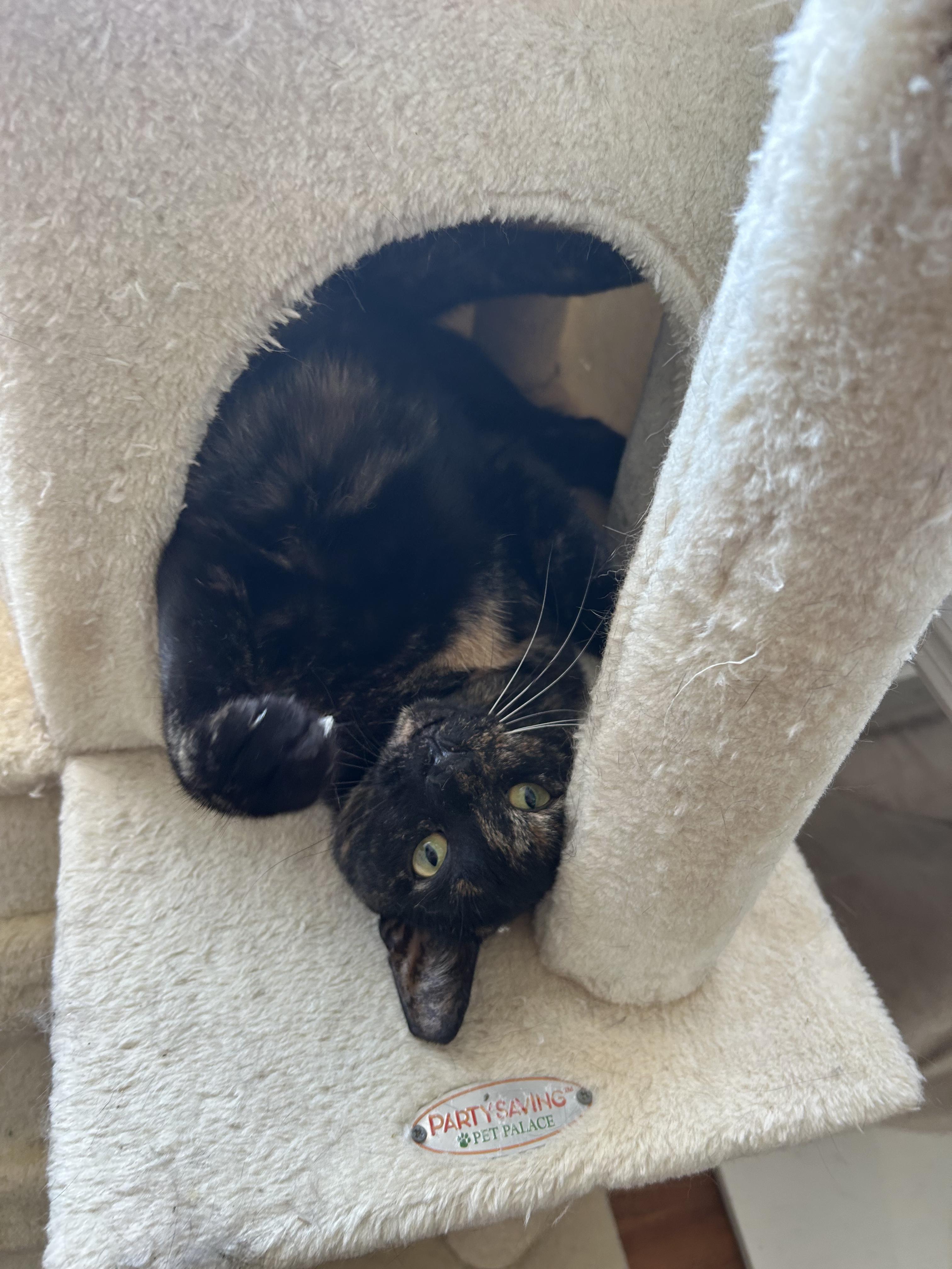 Enlarge Chloe, a Adoptable Tortoiseshell in Cape May, NJ image 3/3