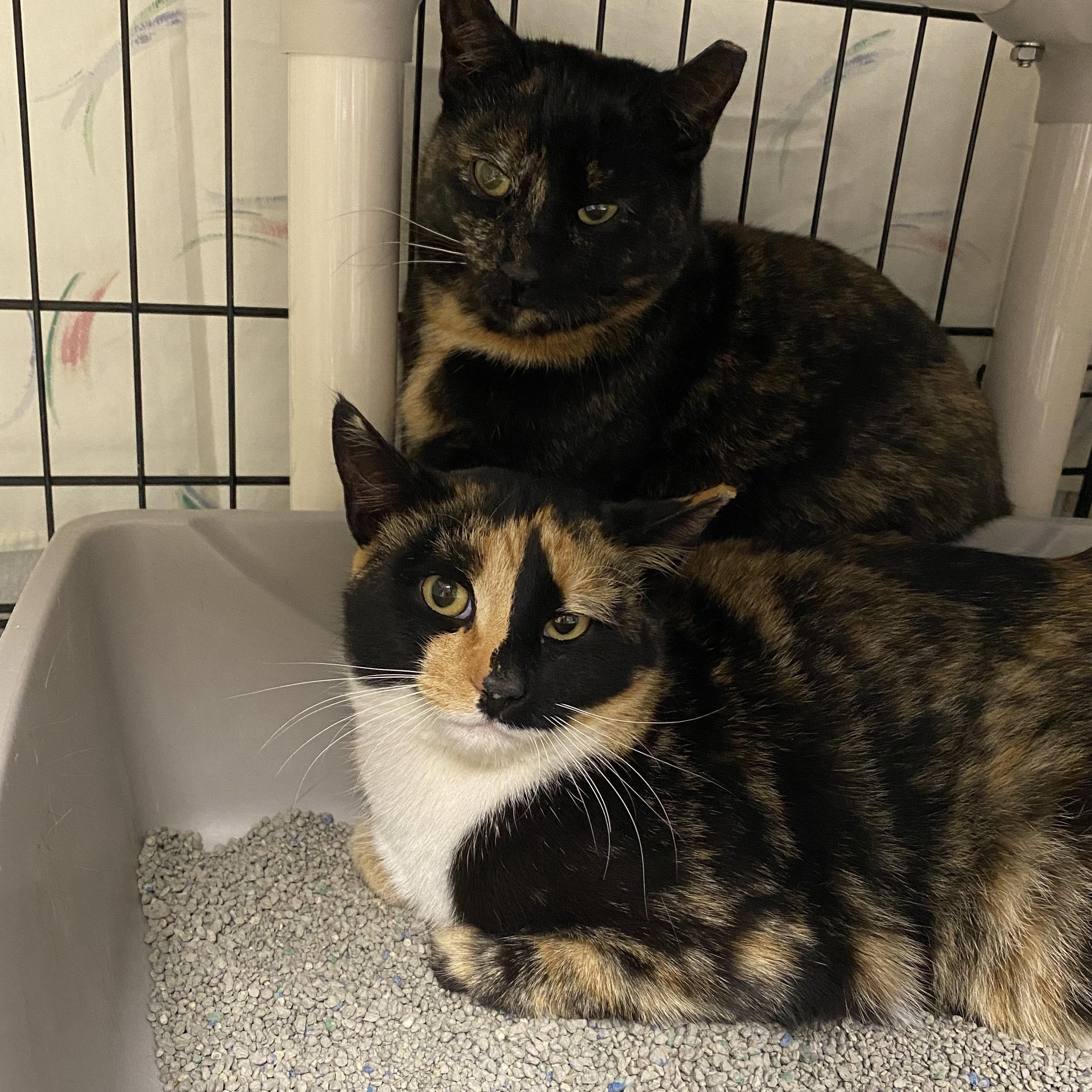 Cleo and Chloe, ADOPTABLE, Young Female Tortoiseshell.