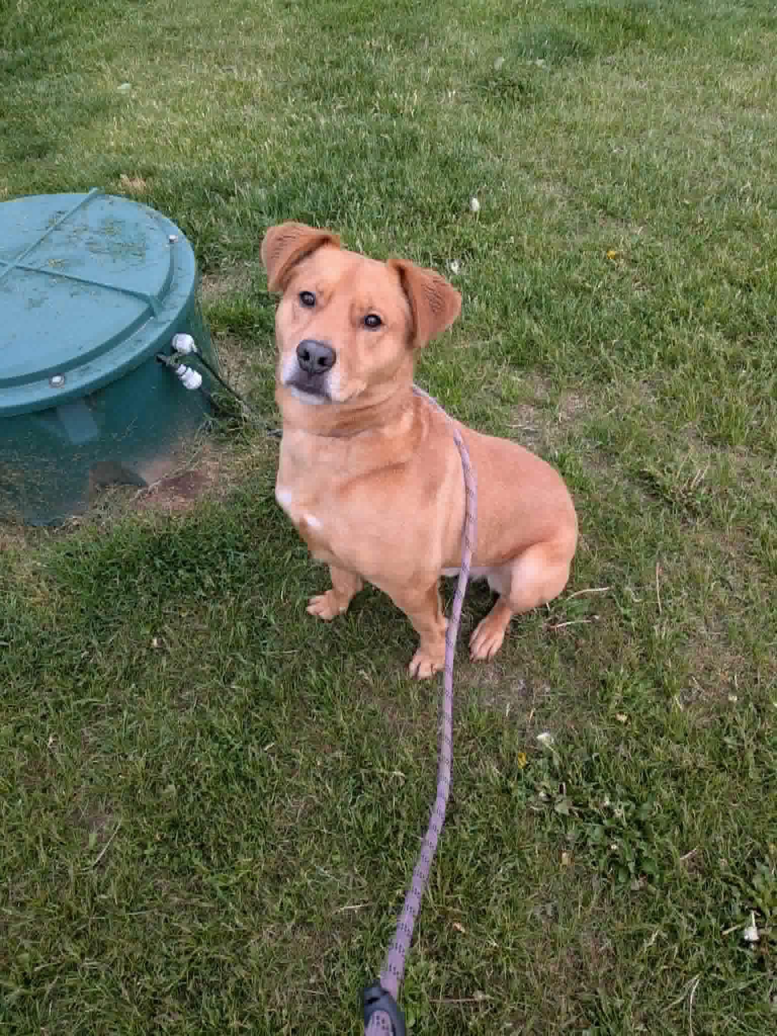 Enlarge Butterball, a Adoptable mixed breed in Vaudreuil-Dorion, QC image 1/1