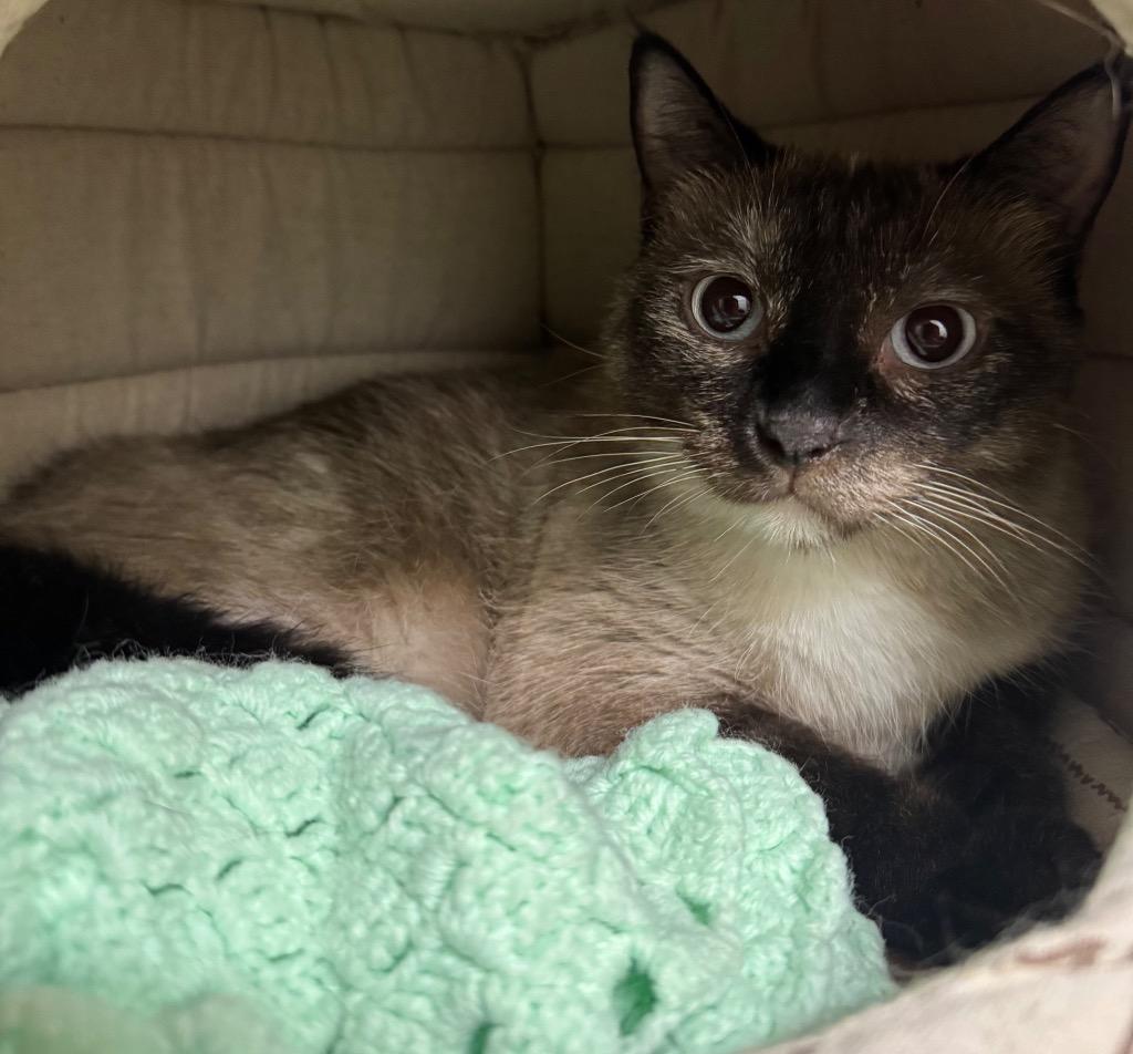 Miley Moo, Adoptable, Adult Female Siamese.