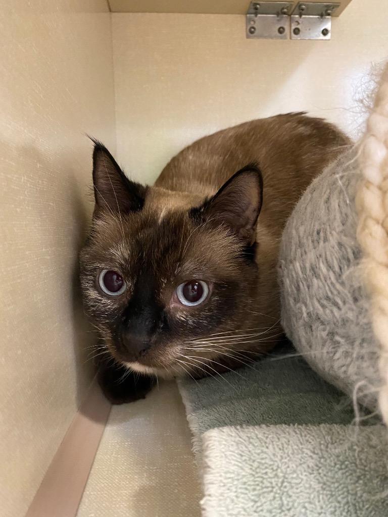 Miley Moo, a Adoptable Siamese in Winnipeg, MB image 2/2