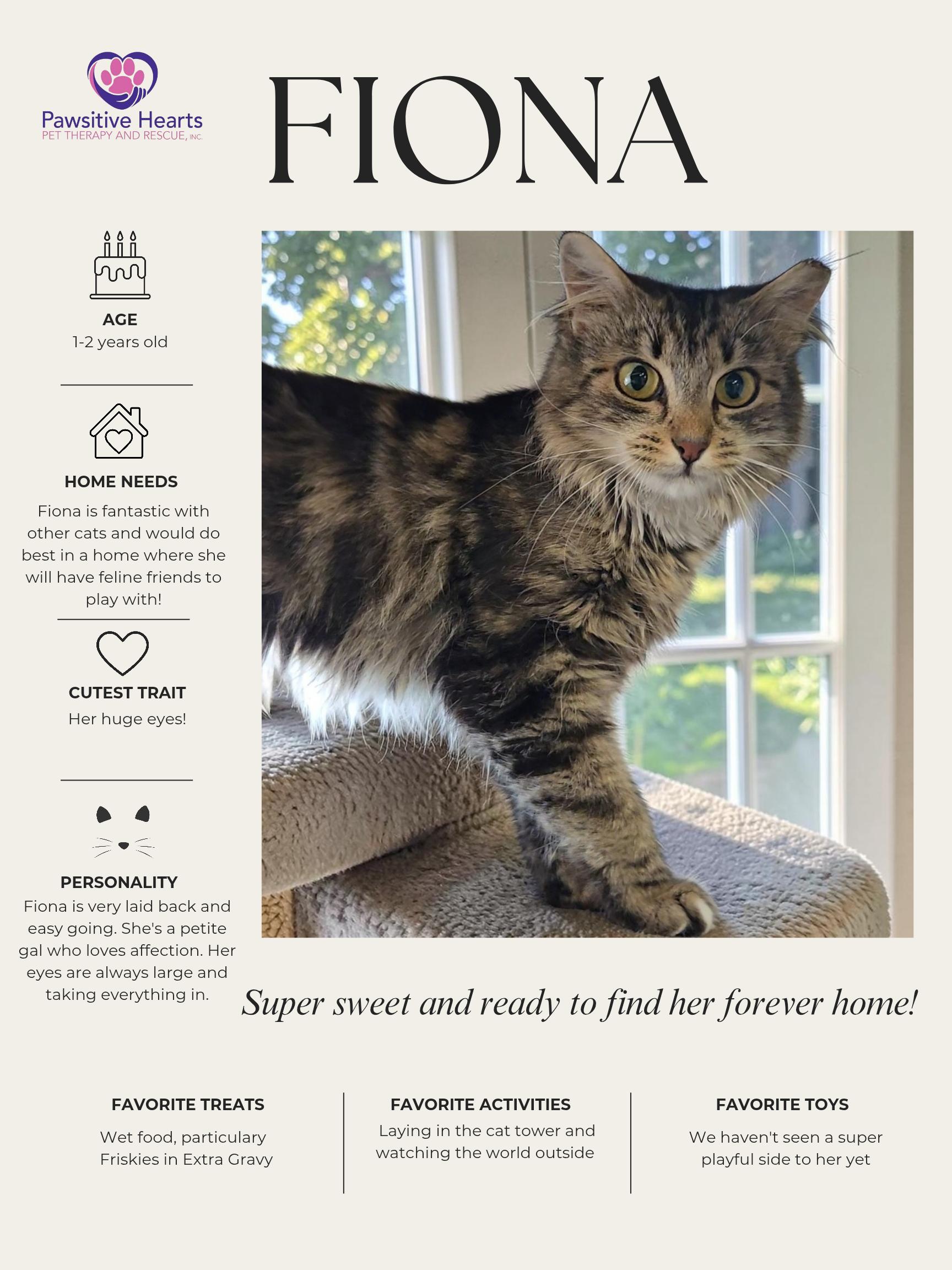 Fiona, adopted, Young Female Tabby.