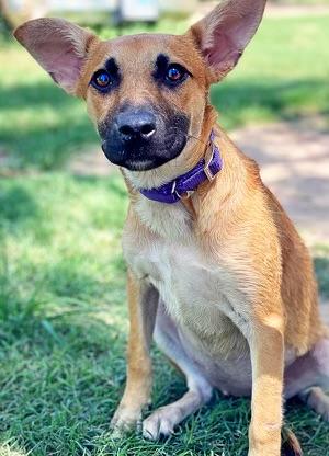 Terra, an adoptable Shepherd in Aberdeen, SD, 57401 | Photo Image 2