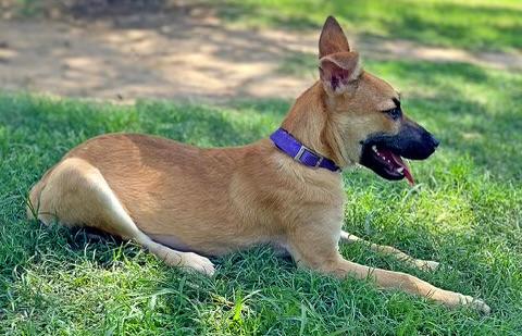 Terra, an adoptable Shepherd in Aberdeen, SD, 57401 | Photo Image 3
