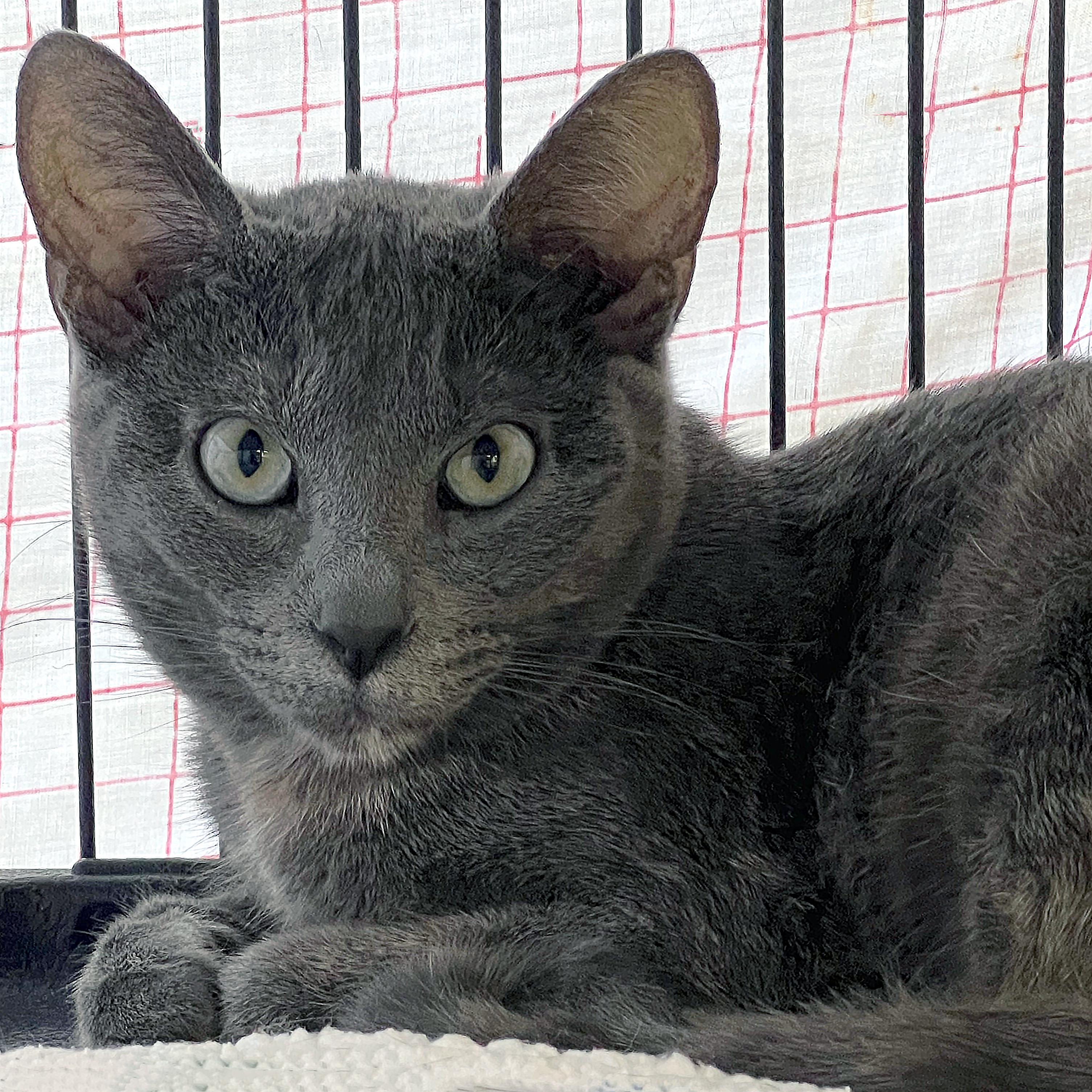 Enlarge Soup, an adopted Domestic Short Hair in St. Louis, MO image 1/1