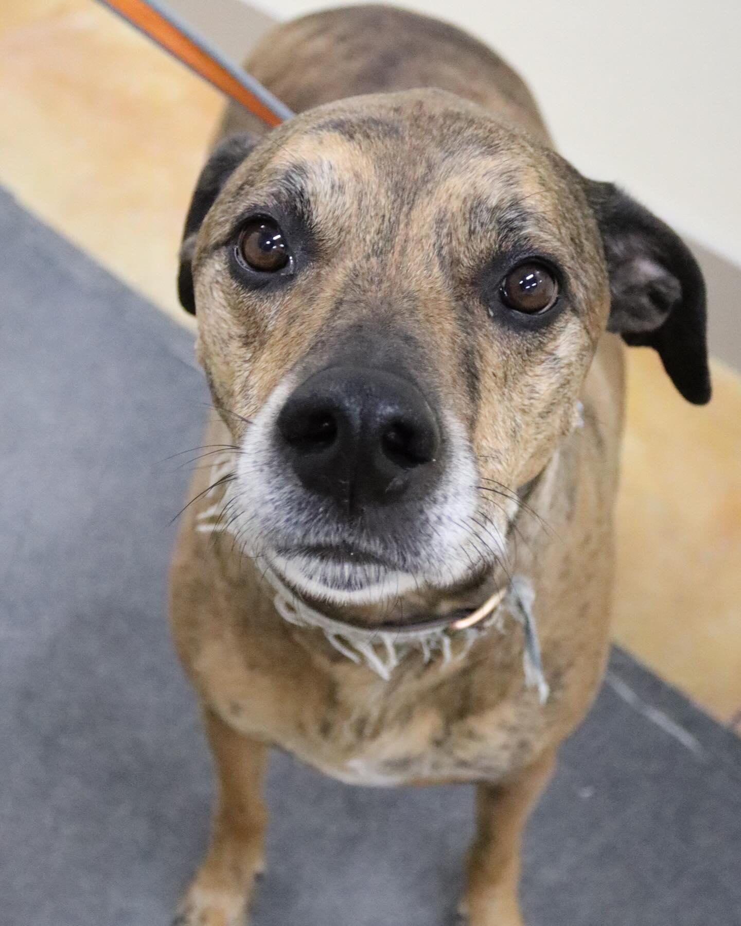 Pascal — thumbnail 8