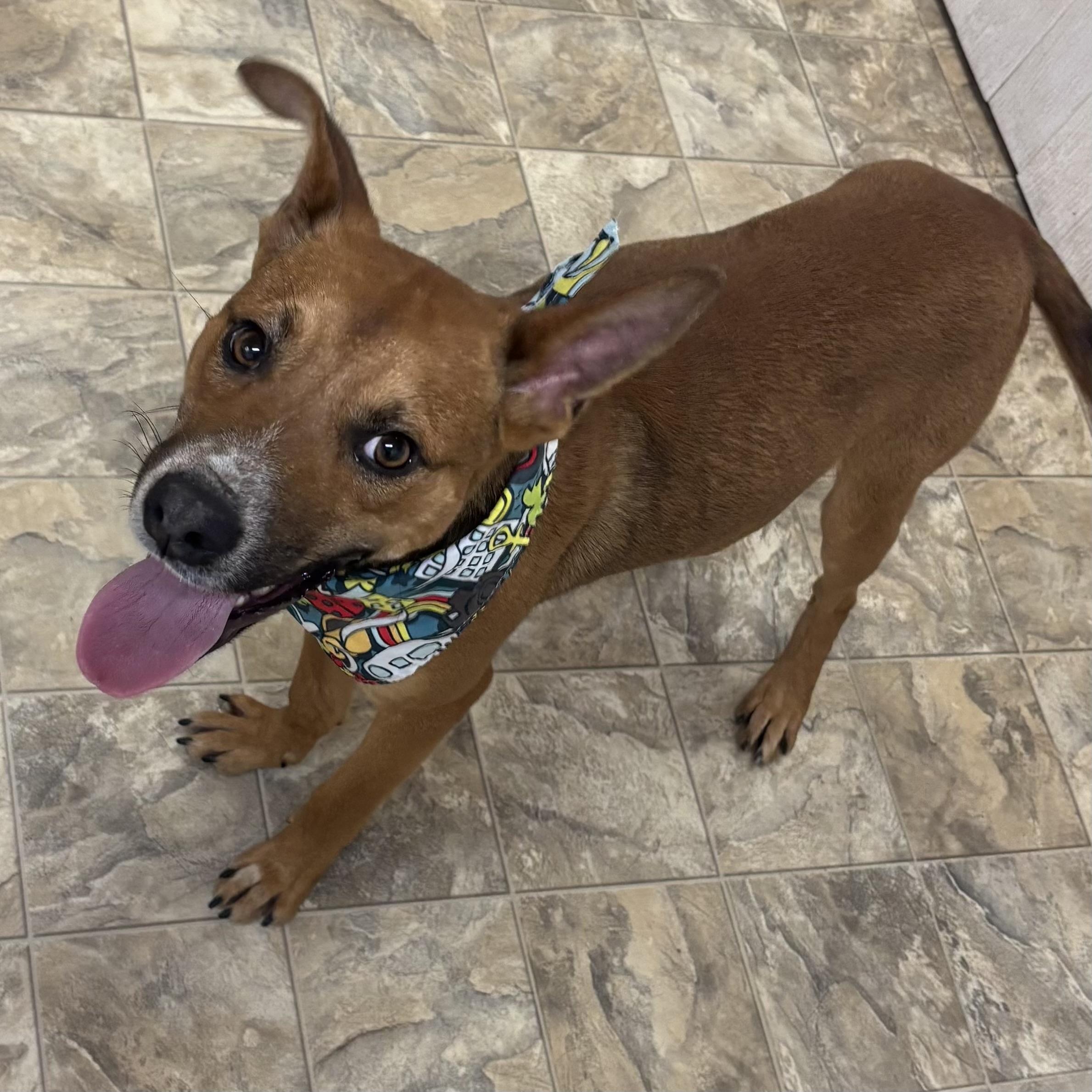 Enlarge Chip, a ADOPTABLE mixed breed in Pilot Point, TX image 2/2