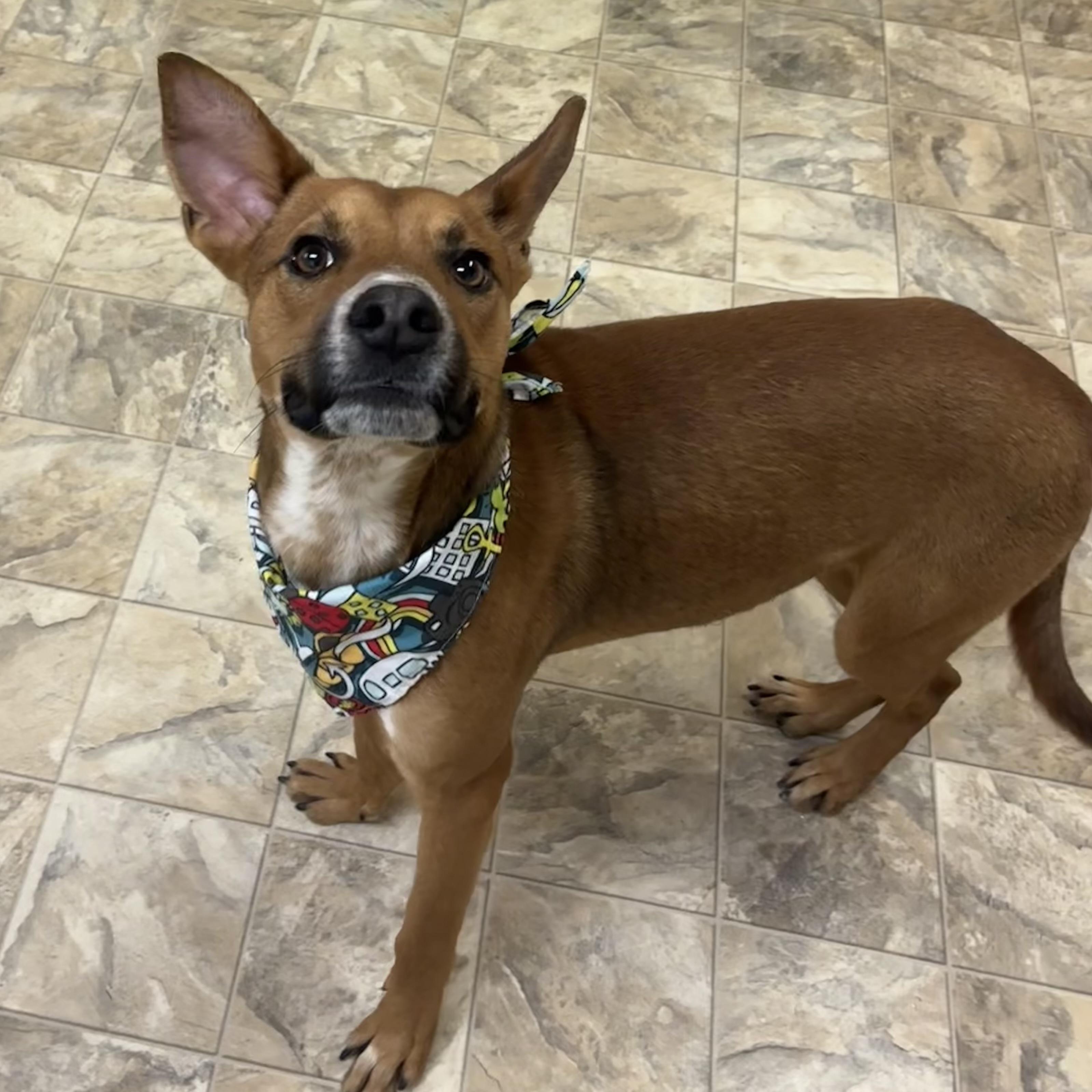 Enlarge Chip, a ADOPTABLE mixed breed in Pilot Point, TX image 1/2